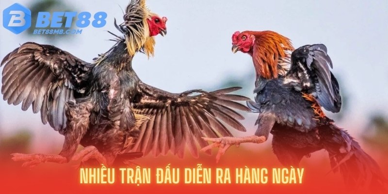 Nhiều trận đấu live liên tục