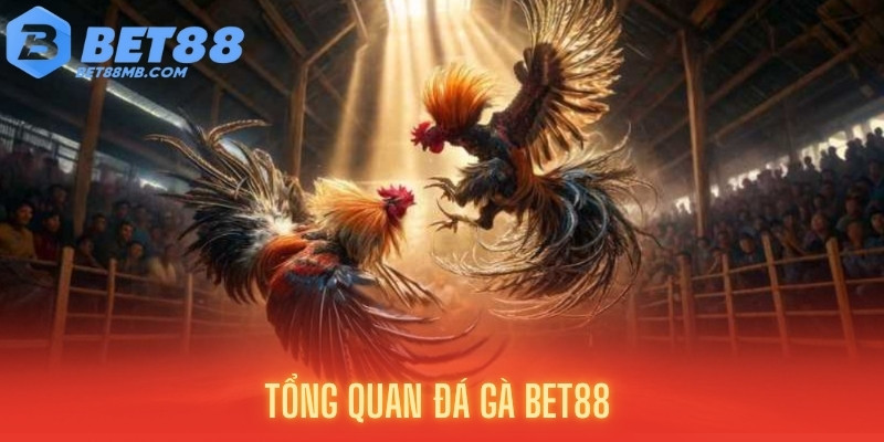 Tổng quan trường gà lớn nhất châu Á