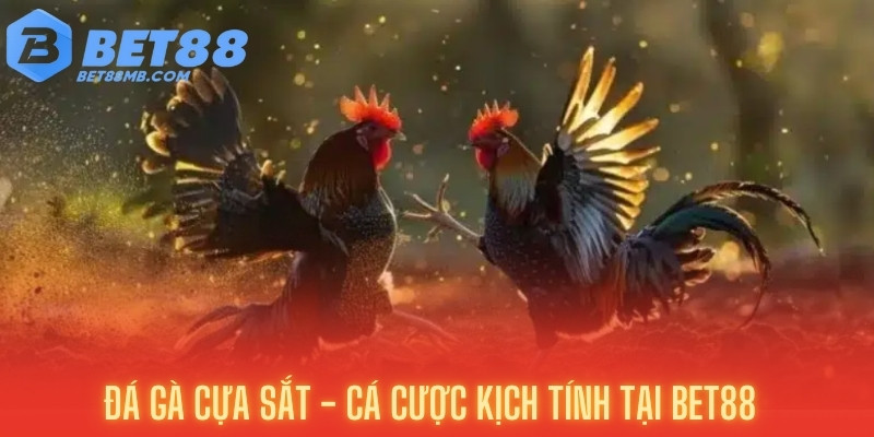 đá gà cựa sắt